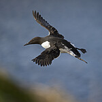 BB 15 0665 / Uria aalge / Lomvi